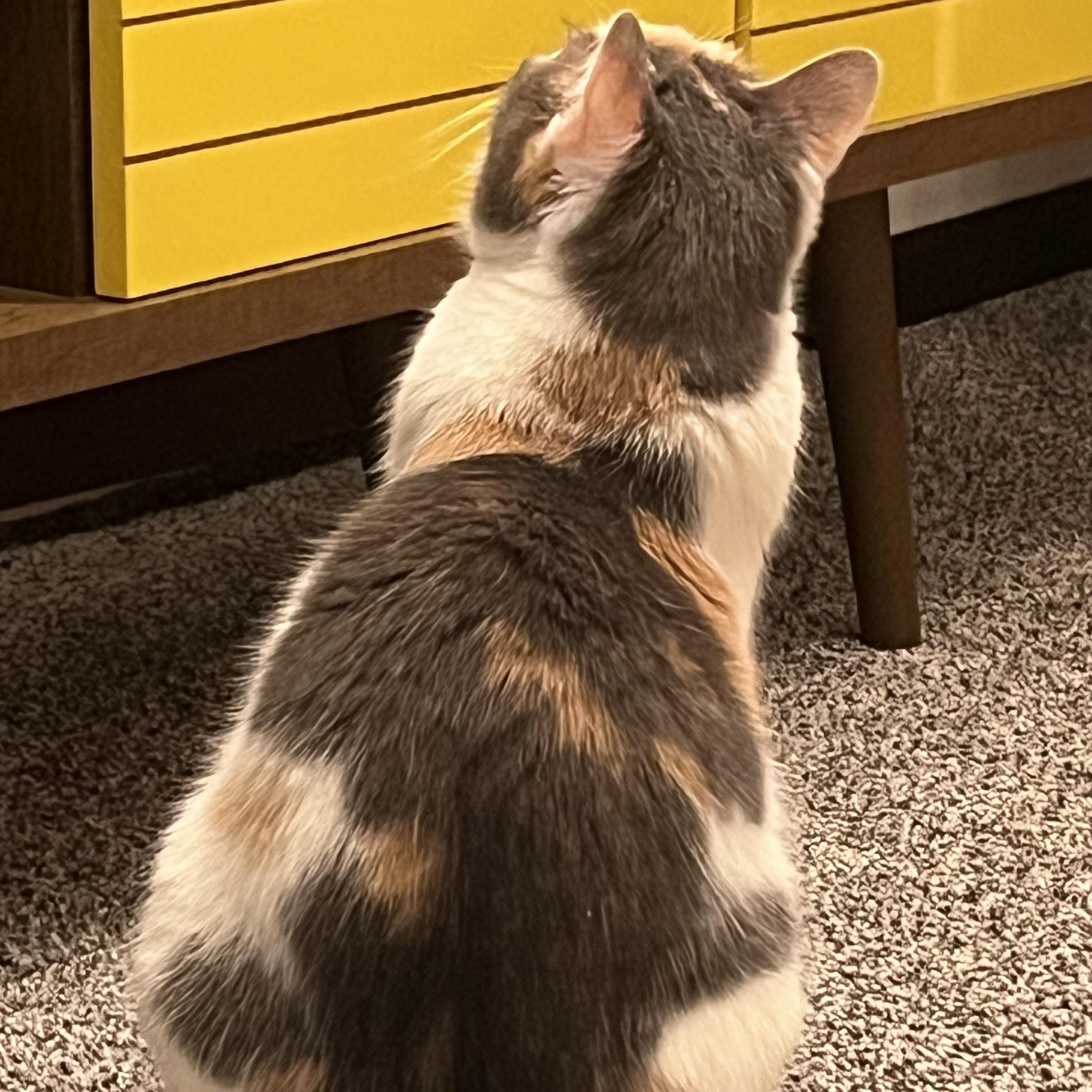 Enlarge Sweetie Belle, a Adoptable Domestic Medium Hair in COLORADO SPRINGS, CO image 4/6