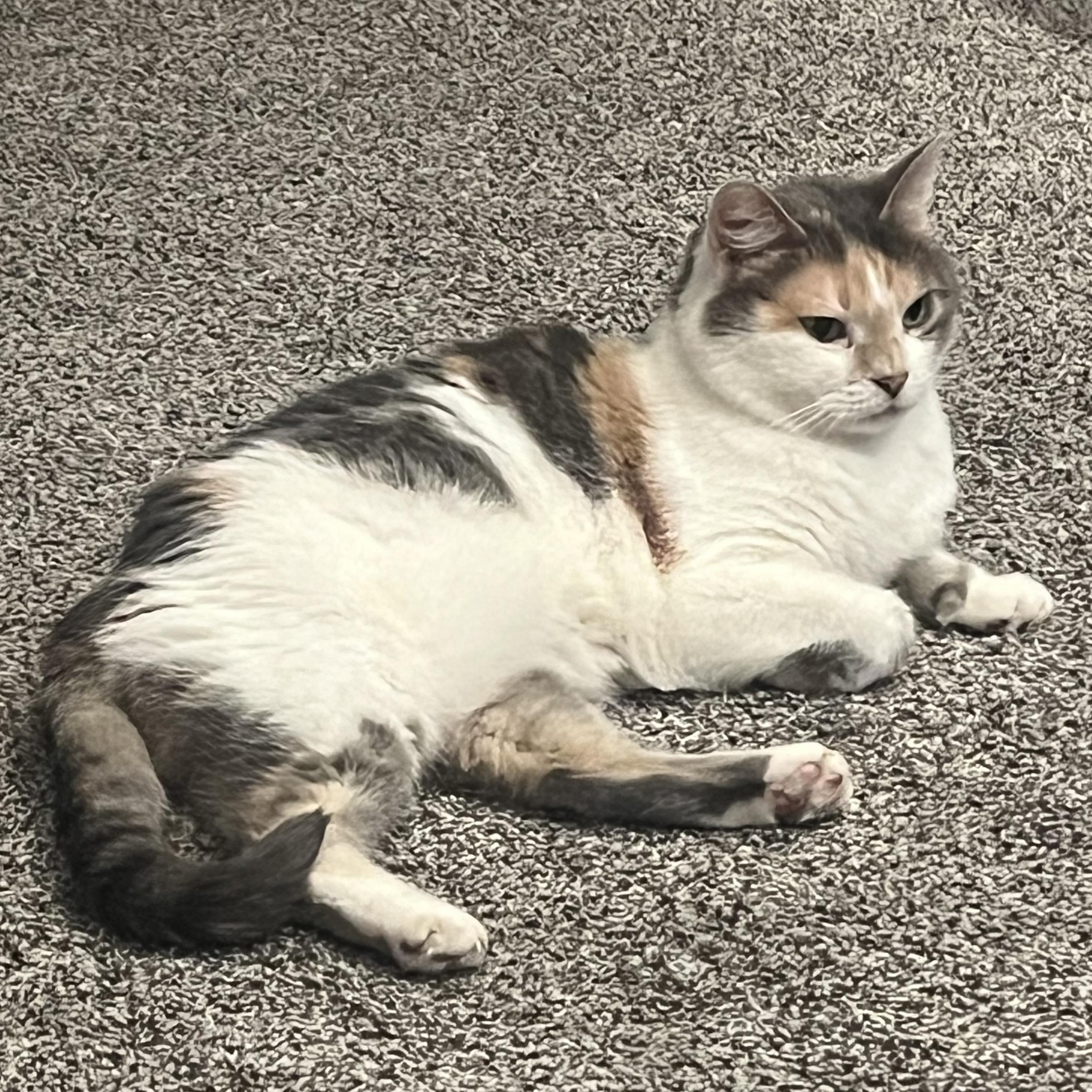 Enlarge Sweetie Belle, a Adoptable Domestic Medium Hair in COLORADO SPRINGS, CO image 5/6