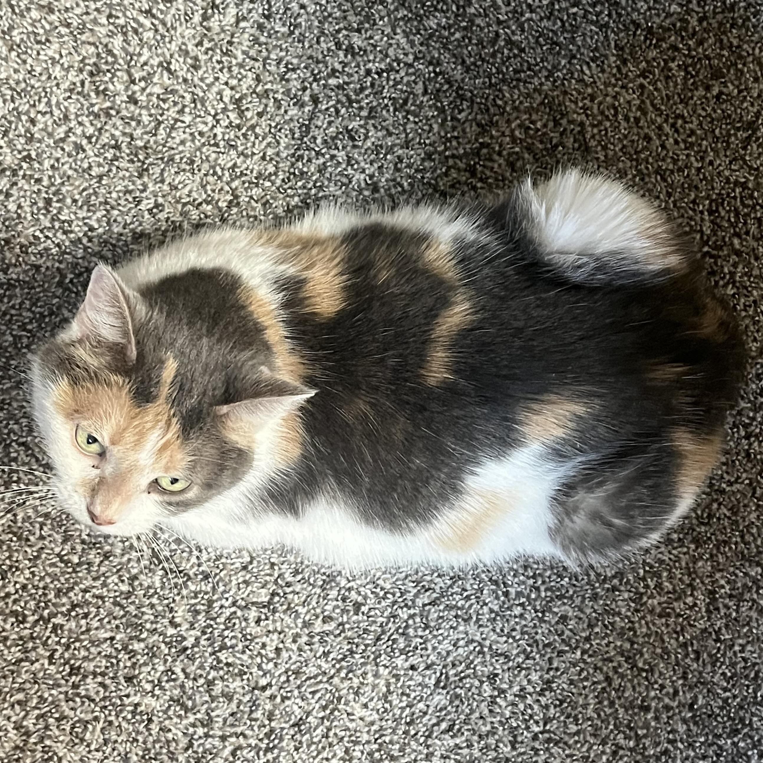 Enlarge Sweetie Belle, a Adoptable Domestic Medium Hair in COLORADO SPRINGS, CO image 1/6