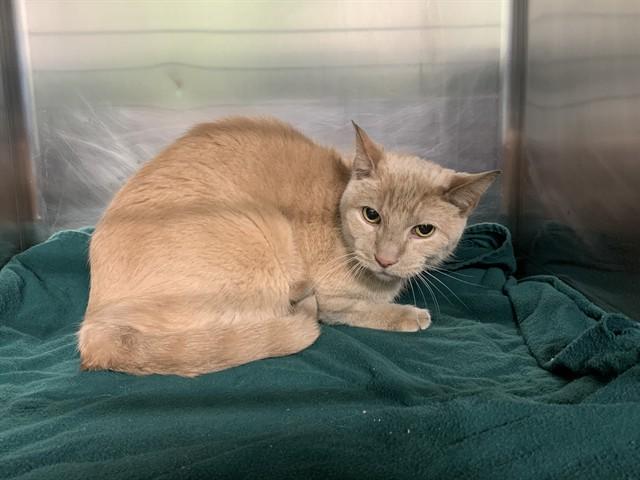 ARTHUR, Adoptable, Adult Male Domestic Short Hair & Domestic Short Hair.