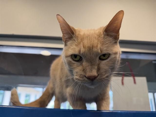 ARTHUR, Adoptable, Adult Male Domestic Short Hair & Domestic Short Hair.