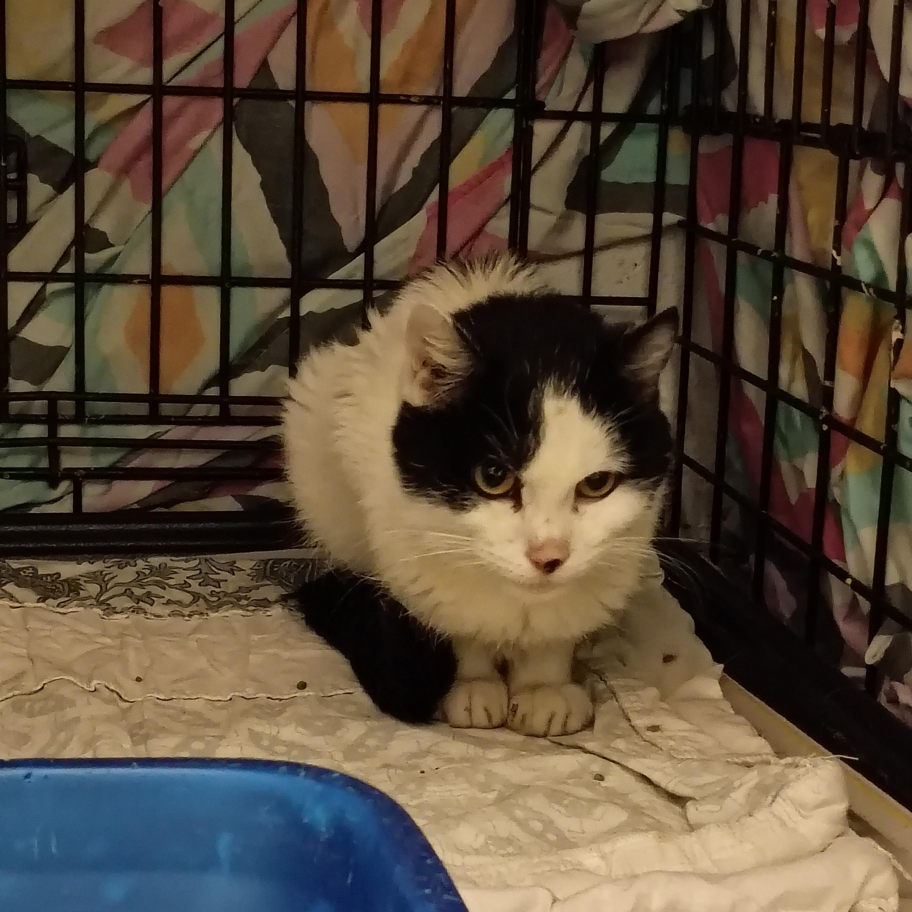 Enlarge Mimi, an adoptable Domestic Short Hair in Muncie, IN image 1/1