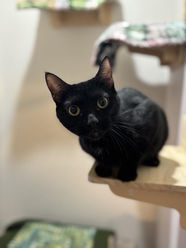 Lola Sparks — thumbnail 2