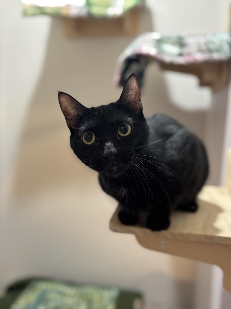 Lola Sparks — thumbnail 3