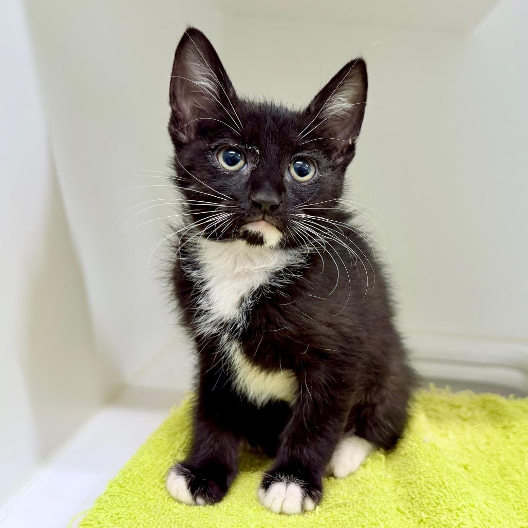 Knit, Adoptable, Kitten Female Domestic Short Hair.