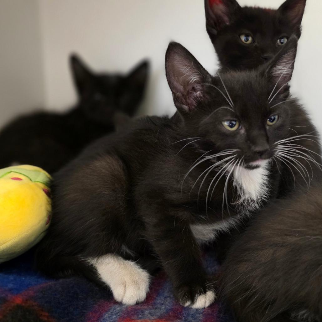 Enlarge Knit, a Adoptable Domestic Short Hair in Phoenix, AZ image 2/2