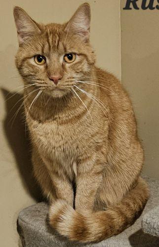 Enlarge Rusty, a ADOPTABLE mixed breed in Bethlehem, PA image 2/3