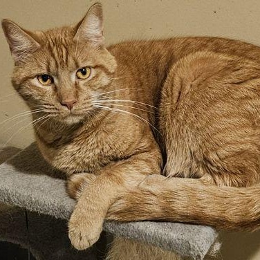 Enlarge Rusty, a ADOPTABLE mixed breed in Bethlehem, PA image 3/3