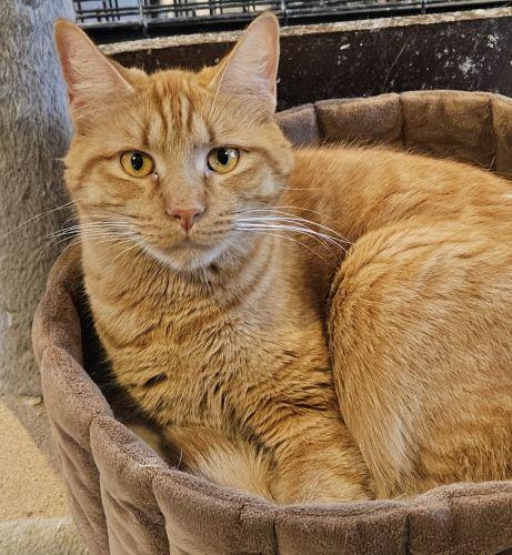 Rusty, ADOPTABLE, Adult Male Domestic Short Hair & Tabby.