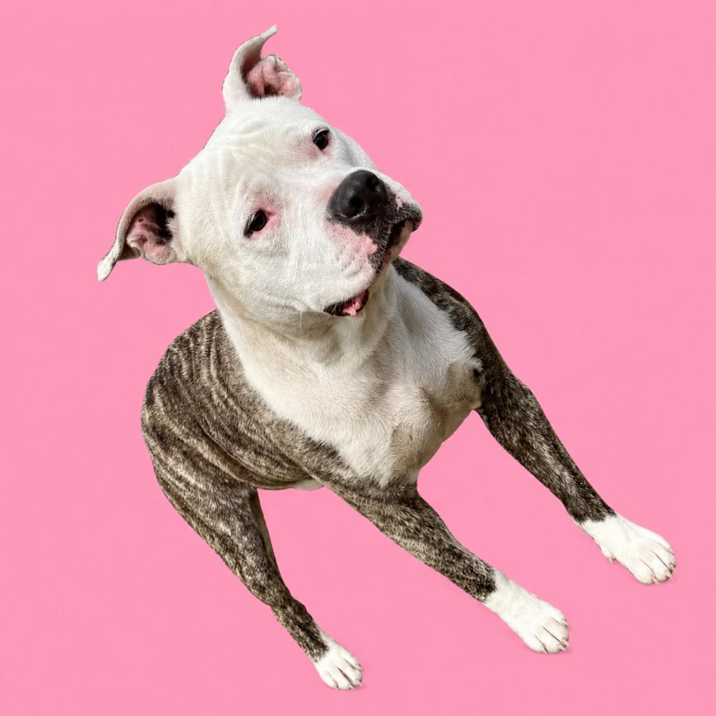 Enlarge Penelope, a Adoptable American Bulldog in Wauchula, FL image 1/1