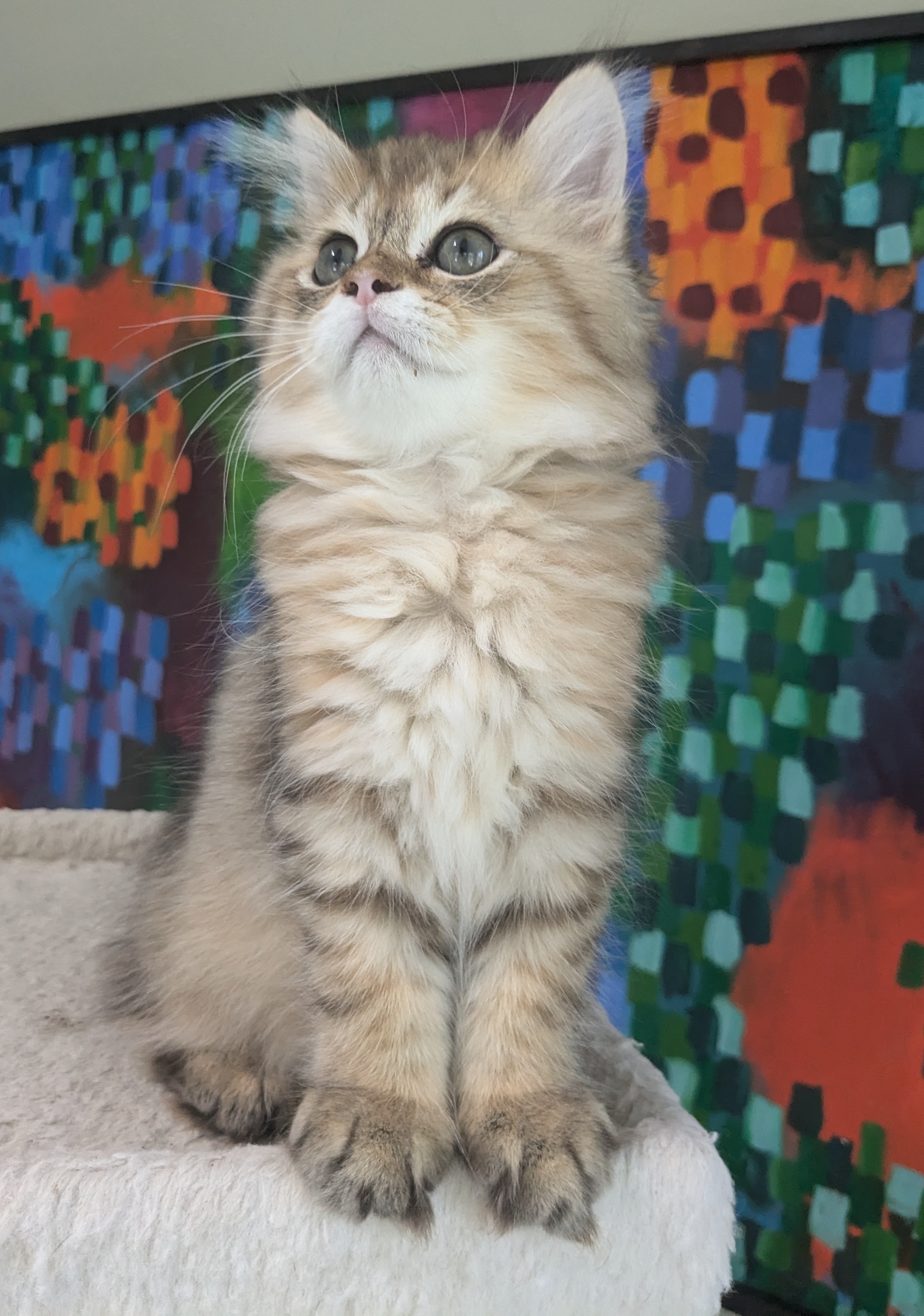 Colette, a Adopted mixed breed in Asbury Park, NJ image 1/3