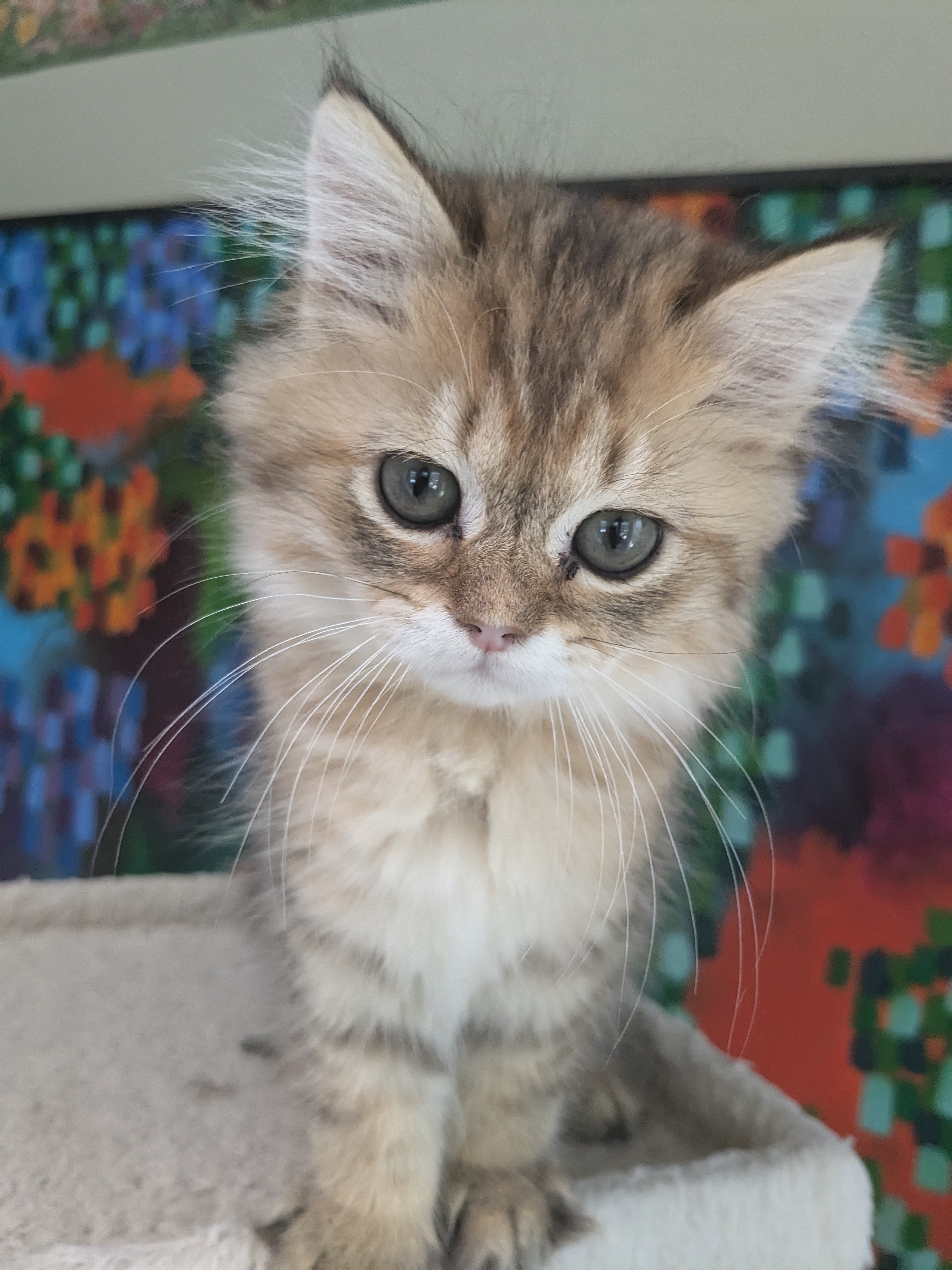 Colette, a Adopted mixed breed in Asbury Park, NJ image 3/3