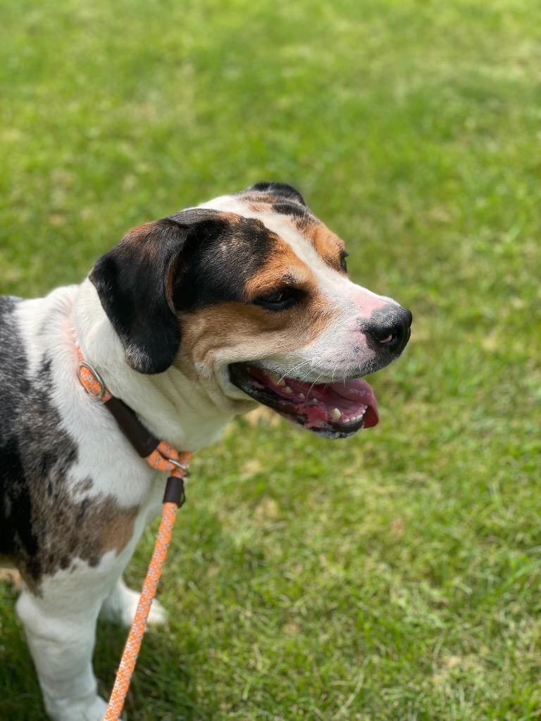 ROCCO, Adoptable, Adult Male American Bulldog & Australian Cattle Dog / Blue Heeler.