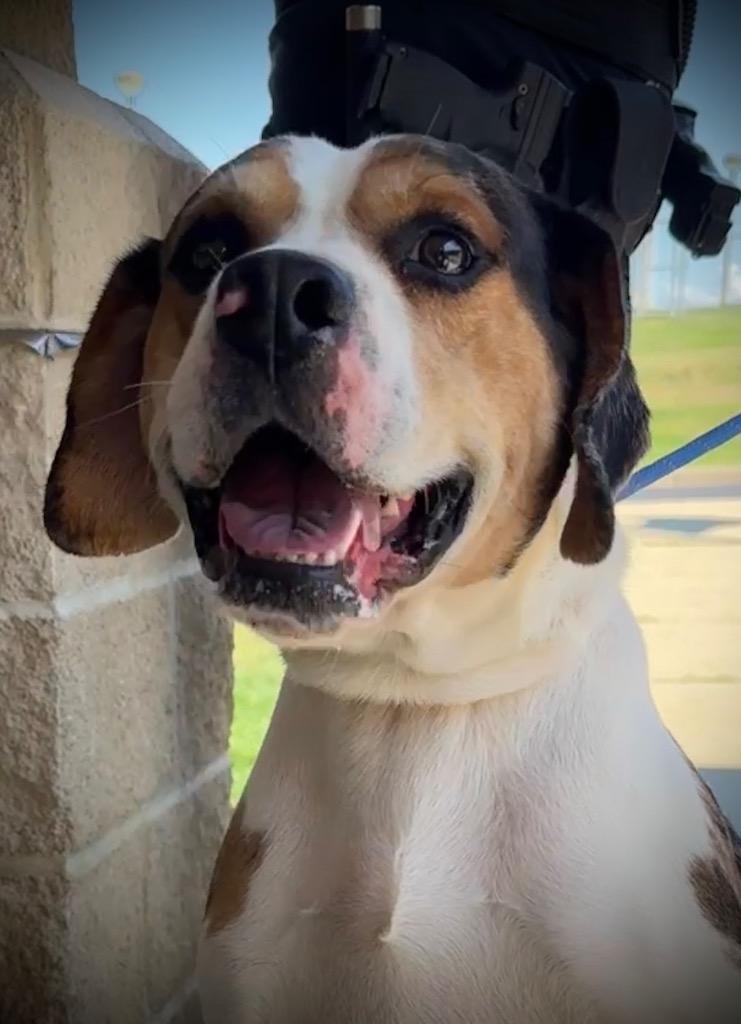 Enlarge ROCCO, a Adoptable mixed breed in Wintersville, OH image 2/6