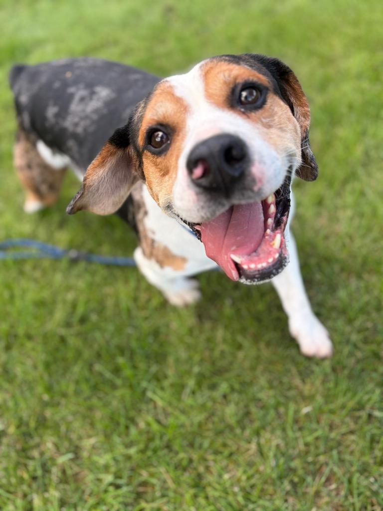 Enlarge ROCCO, a Adoptable mixed breed in Wintersville, OH image 3/6