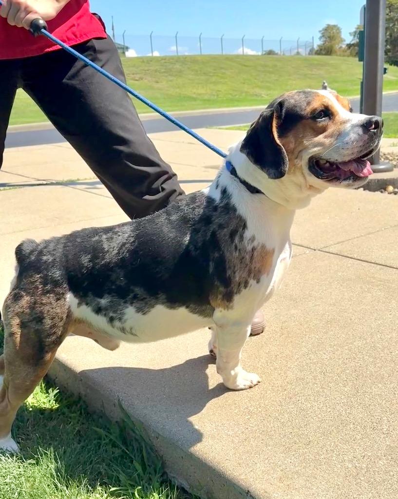 Enlarge ROCCO, a Adoptable mixed breed in Wintersville, OH image 5/6