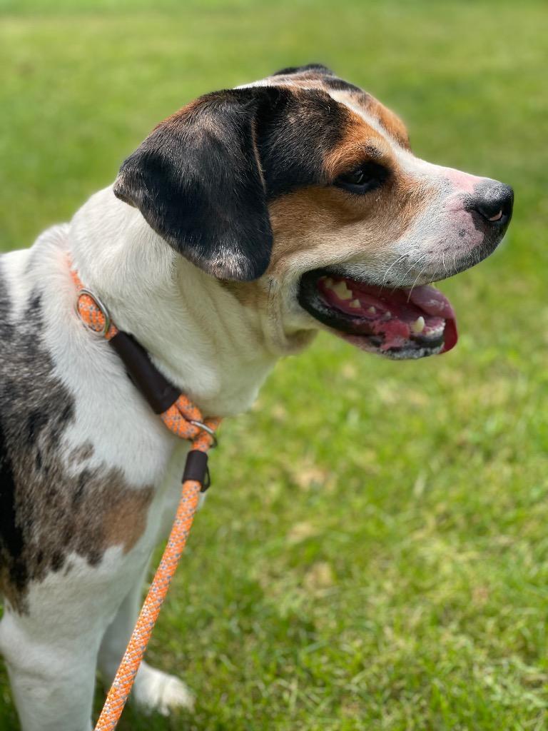 Enlarge ROCCO, a Adoptable mixed breed in Wintersville, OH image 6/6