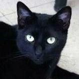 Keoto, a Adoptable Domestic Short Hair image 6/7