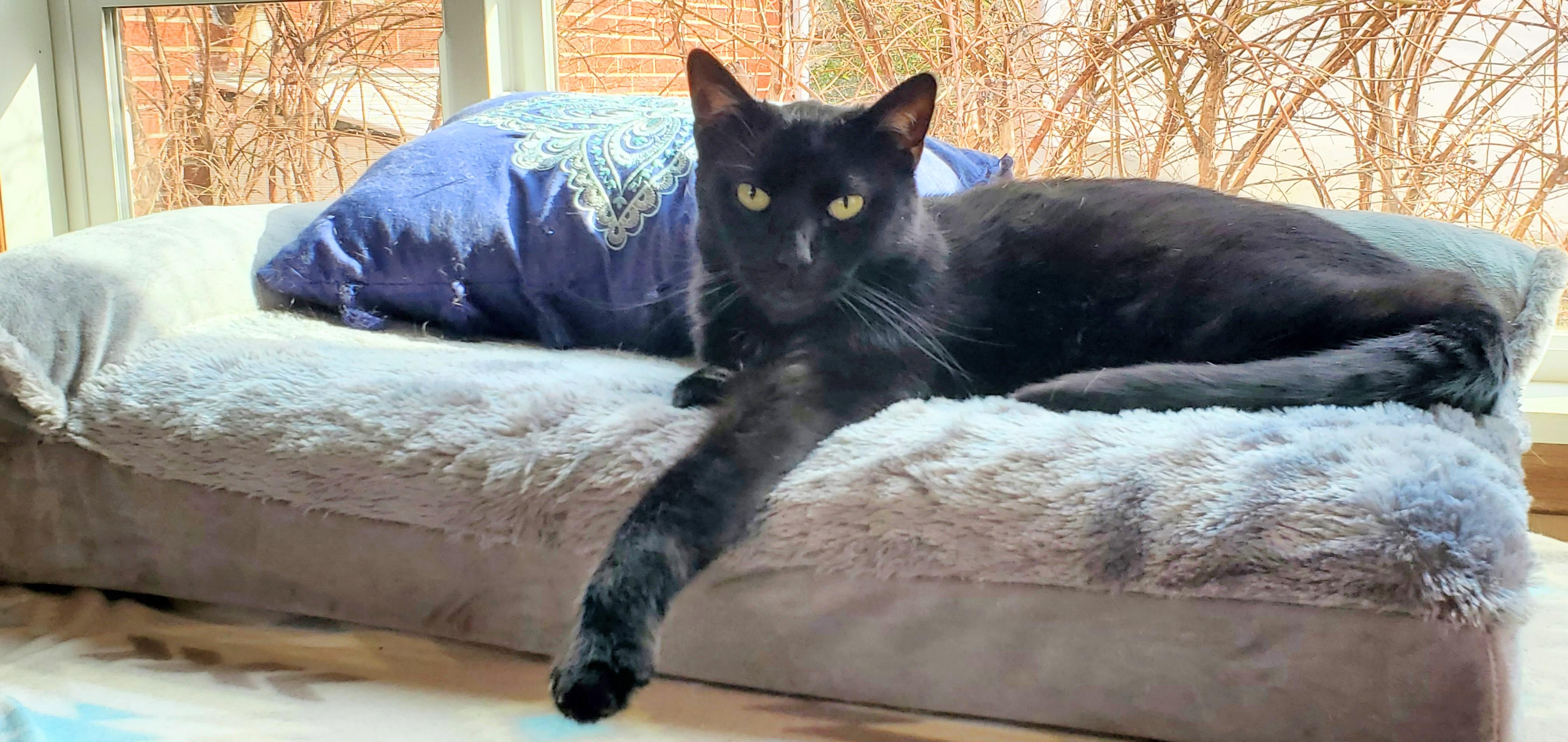 Enlarge Keoto, a Adoptable Domestic Short Hair in Camden, TN image 2/4
