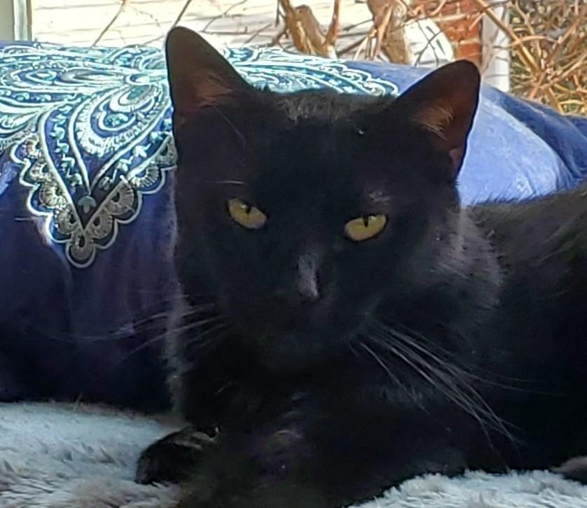Keoto, Adoptable, Adult Male Domestic Short Hair.