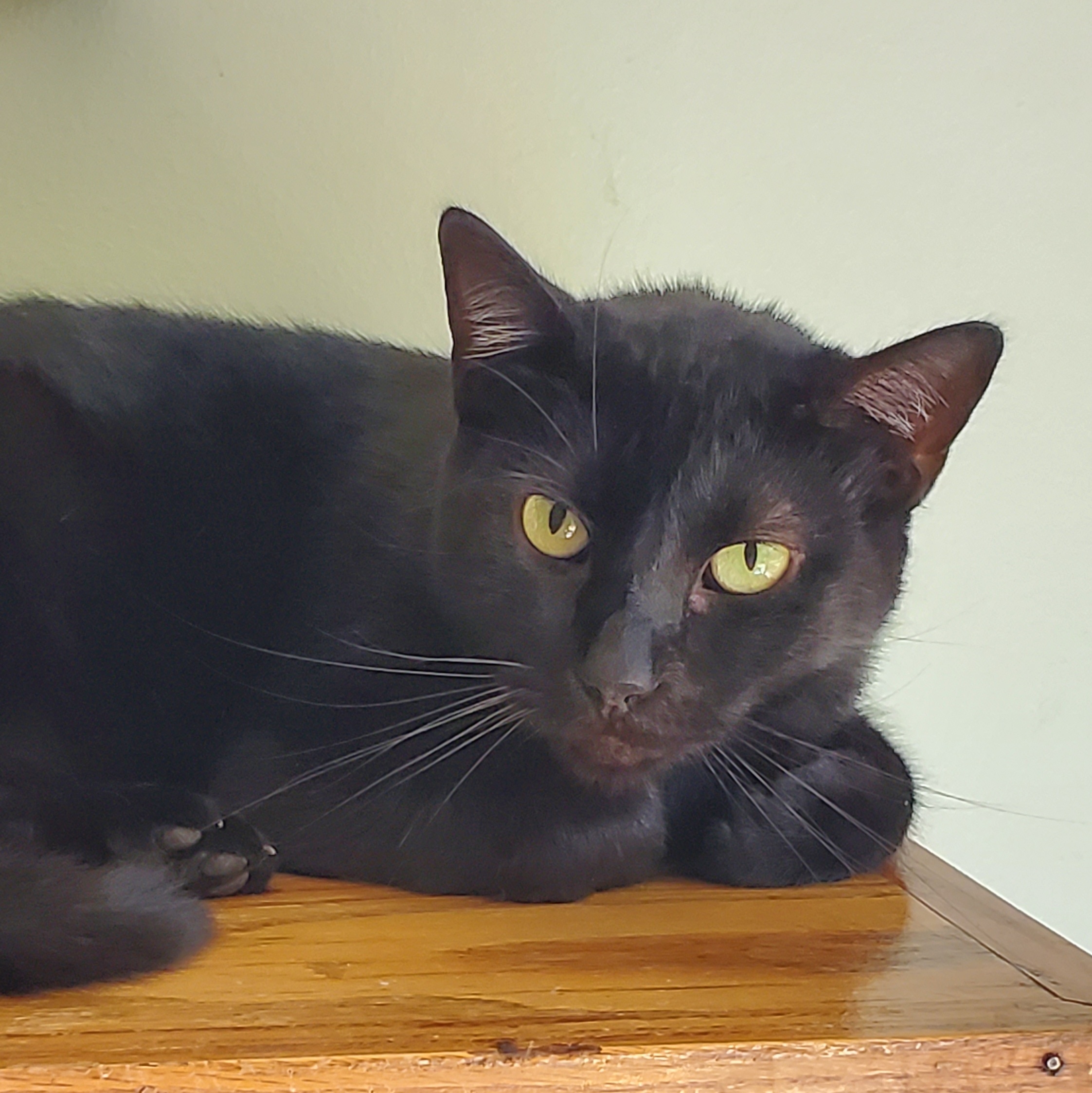 Keoto, a Adoptable Domestic Short Hair image 1/7