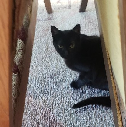 Enlarge Keoto, a Adoptable Domestic Short Hair image 7/7