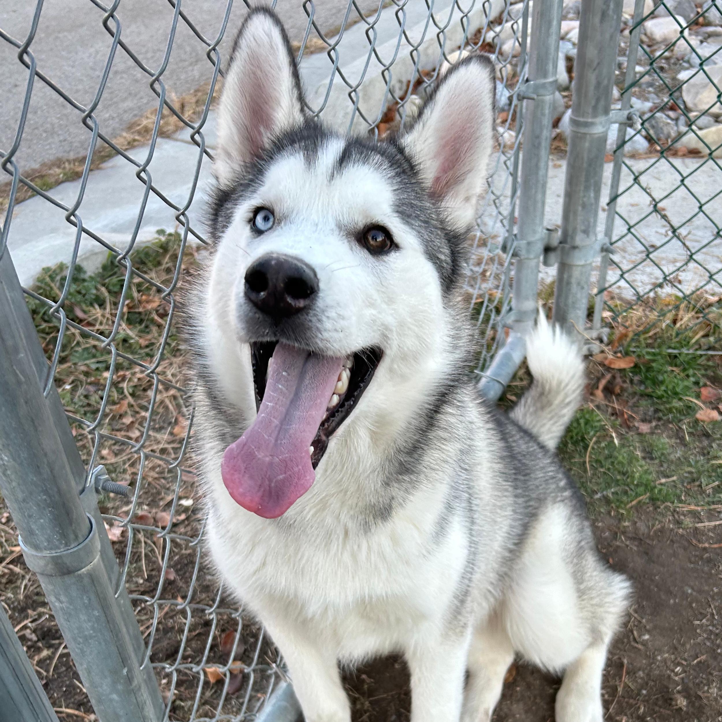 Achilles, a ADOPTABLE mixed breed in Lindon, UT image 1/5