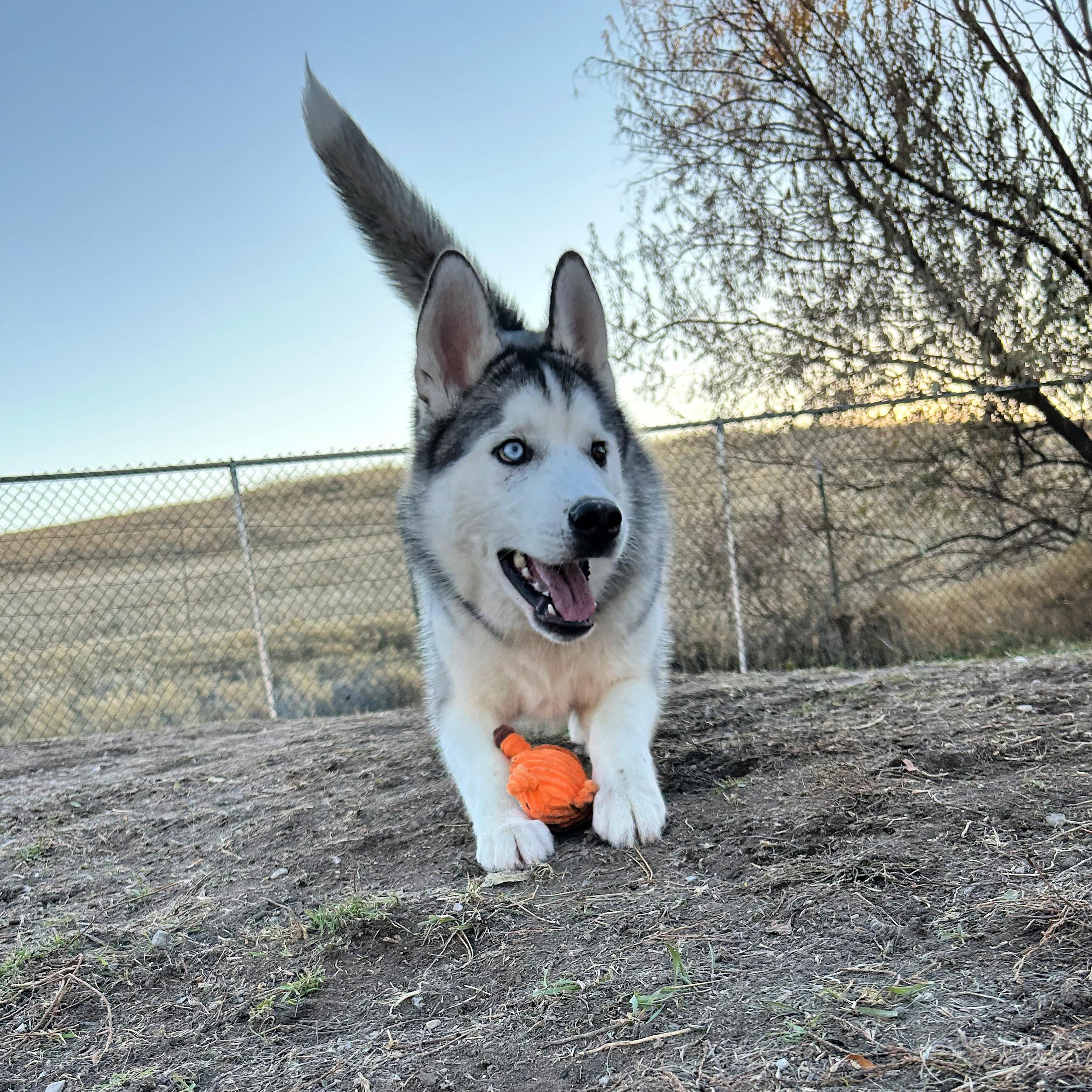 Achilles, a ADOPTABLE mixed breed in Lindon, UT image 2/5