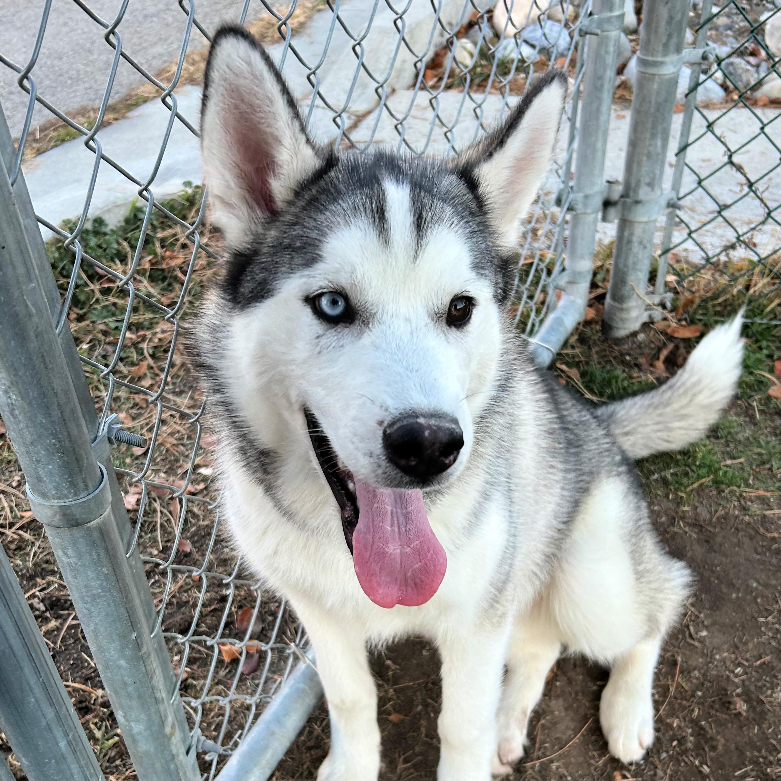 Achilles, a ADOPTABLE mixed breed in Lindon, UT image 3/5