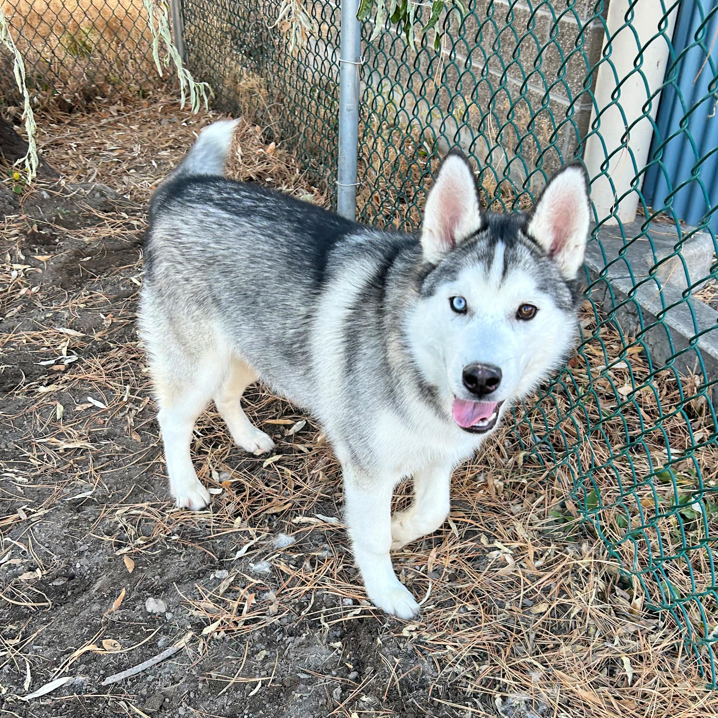 Achilles, a ADOPTABLE mixed breed in Lindon, UT image 4/5