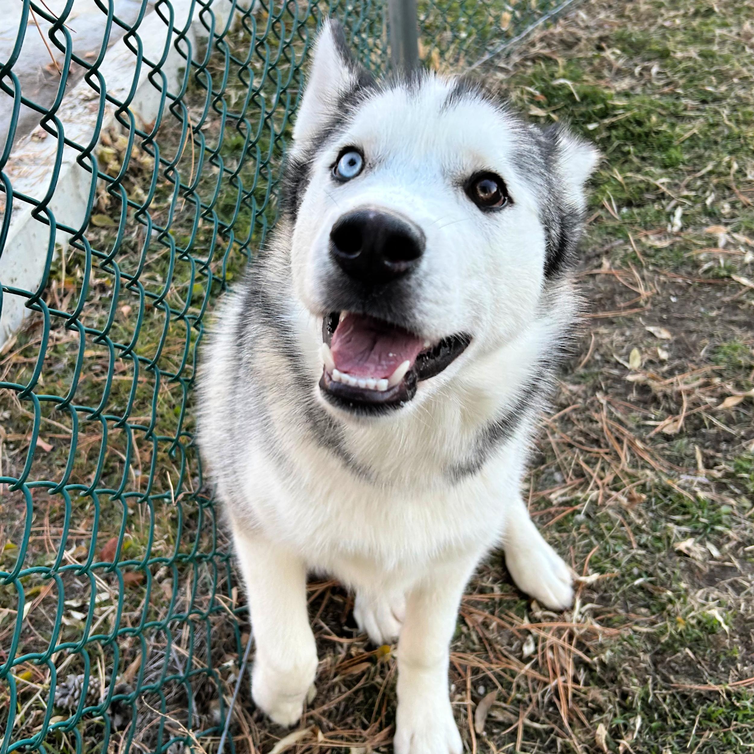Achilles, a ADOPTABLE mixed breed in Lindon, UT image 5/5