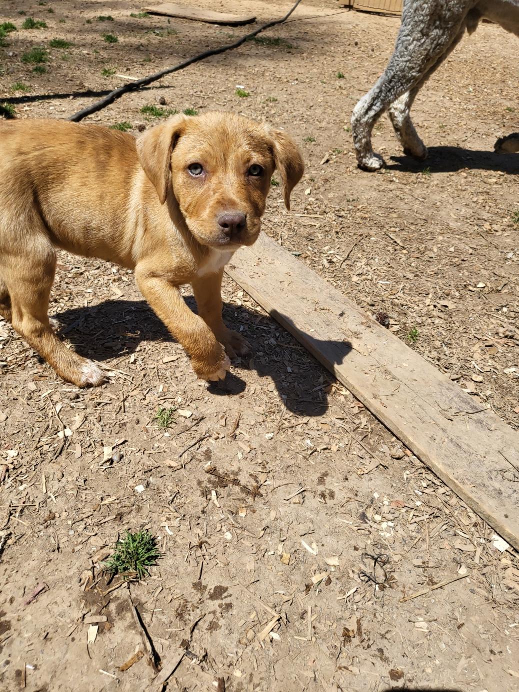 Punkin, Adopted, Adult Female American Foxhound & Siberian Husky.