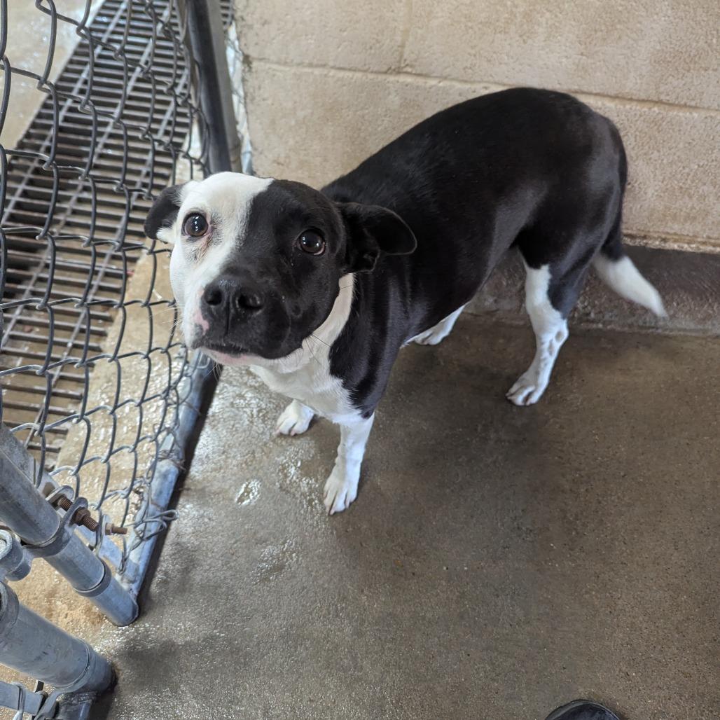 116 (2026) Mama Panda, Adoptable, Adult Female Pit Bull Terrier.