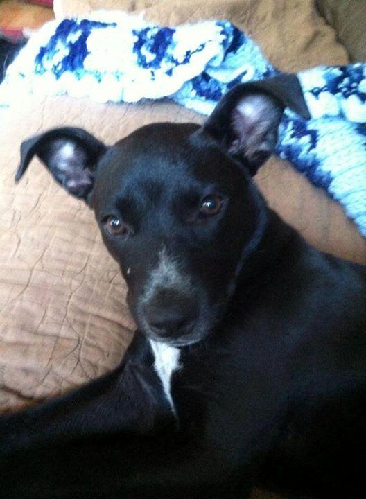 Addie, a Adopted Labrador Retriever in Woodbridge, CT image 1/3