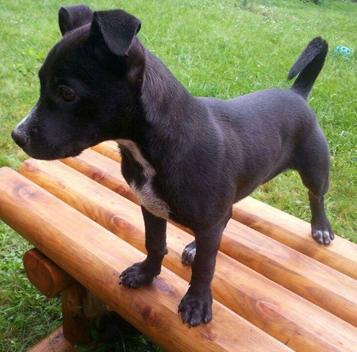 Addie, a Adopted Labrador Retriever in Woodbridge, CT image 2/3