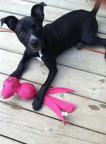 Addie, a Adopted Labrador Retriever in Woodbridge, CT image 3/3