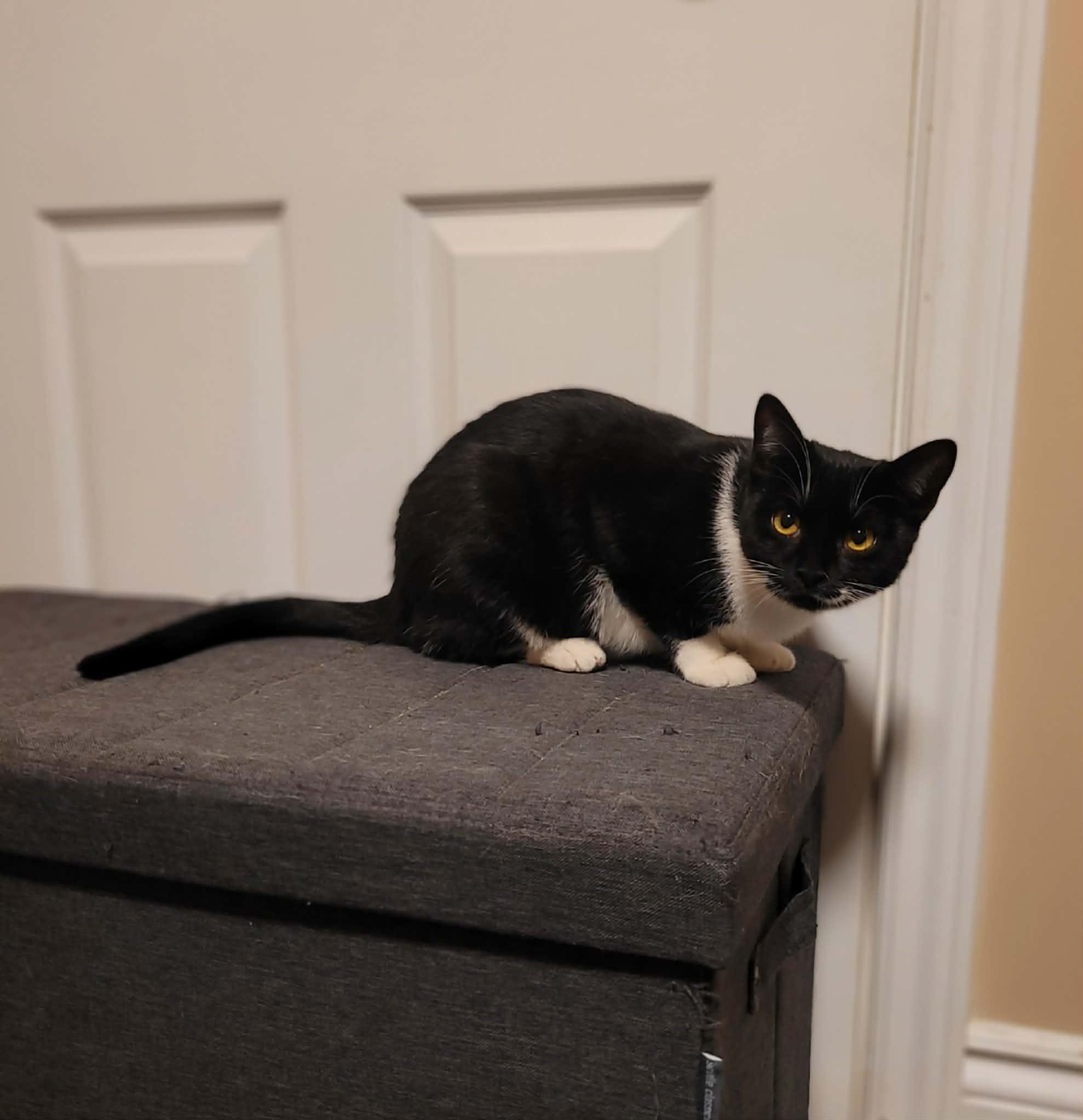 Winter, a ADOPTABLE Domestic Short Hair in Shakespeare, ON image 2/3