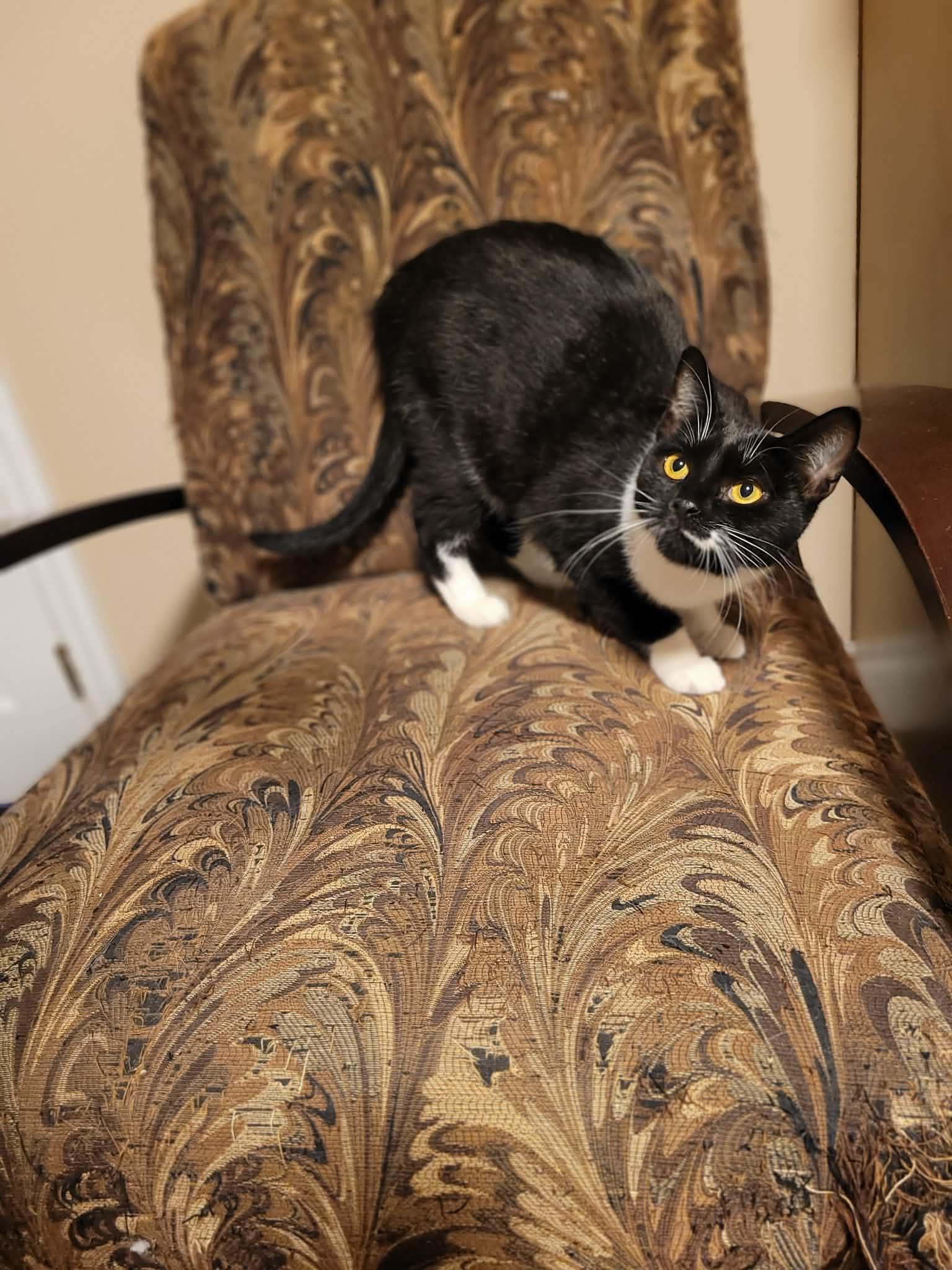 Winter, a ADOPTABLE Domestic Short Hair in Shakespeare, ON image 1/3