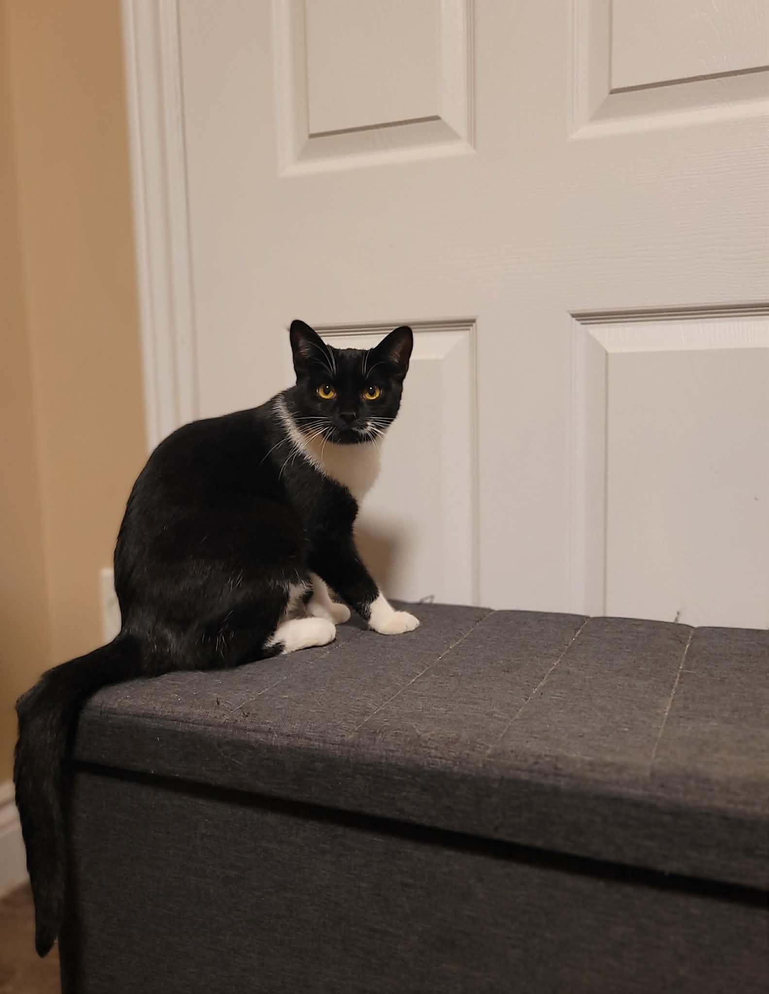 Winter, a ADOPTABLE Domestic Short Hair in Shakespeare, ON image 3/3