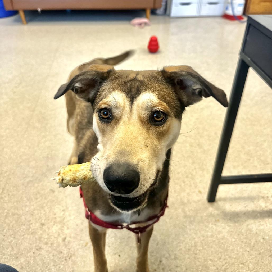 Faith, Adoptable, Young Female Mixed Breed.