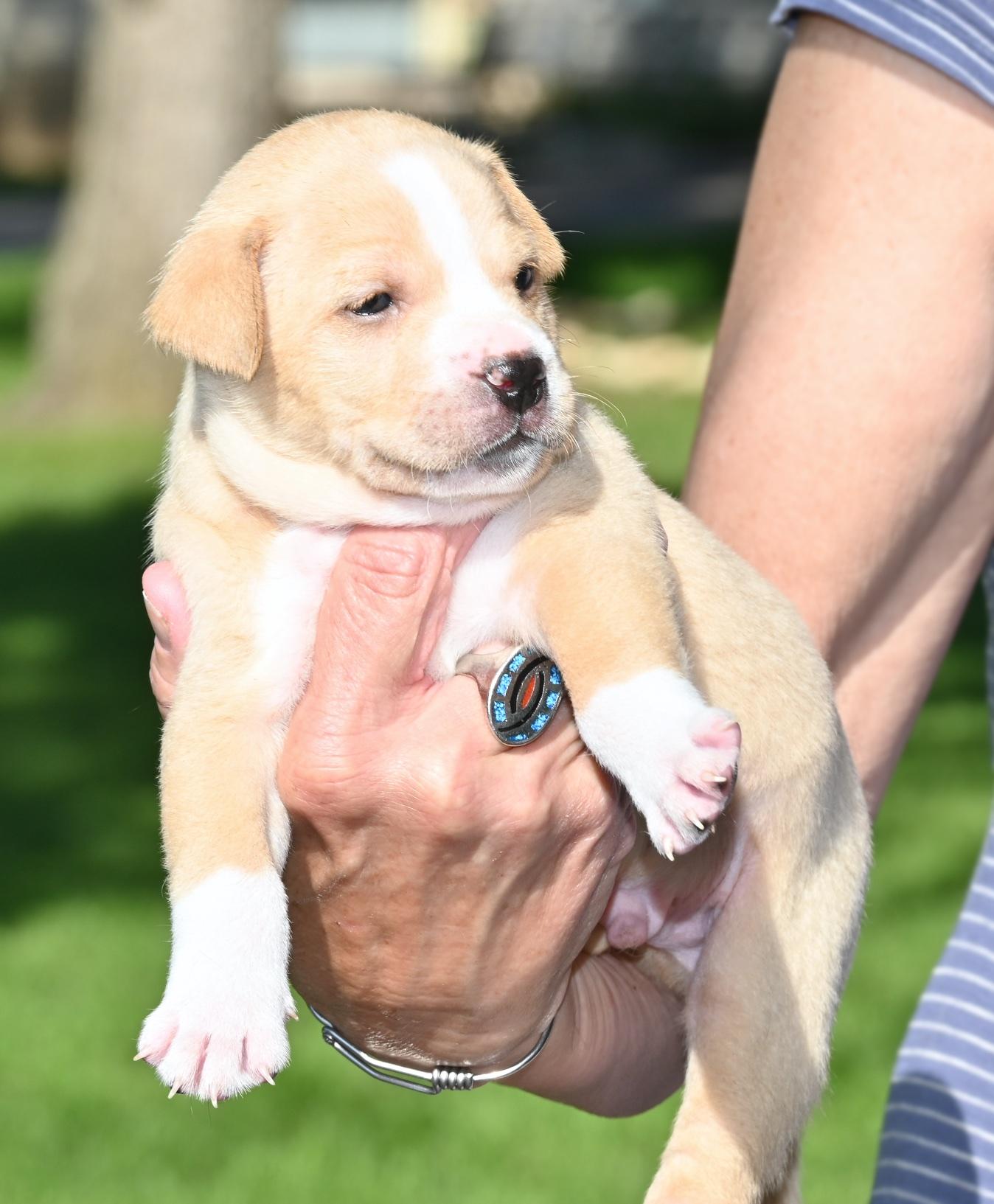 Wesley, a ADOPTABLE mixed breed in Georgetown, TX image 5/5