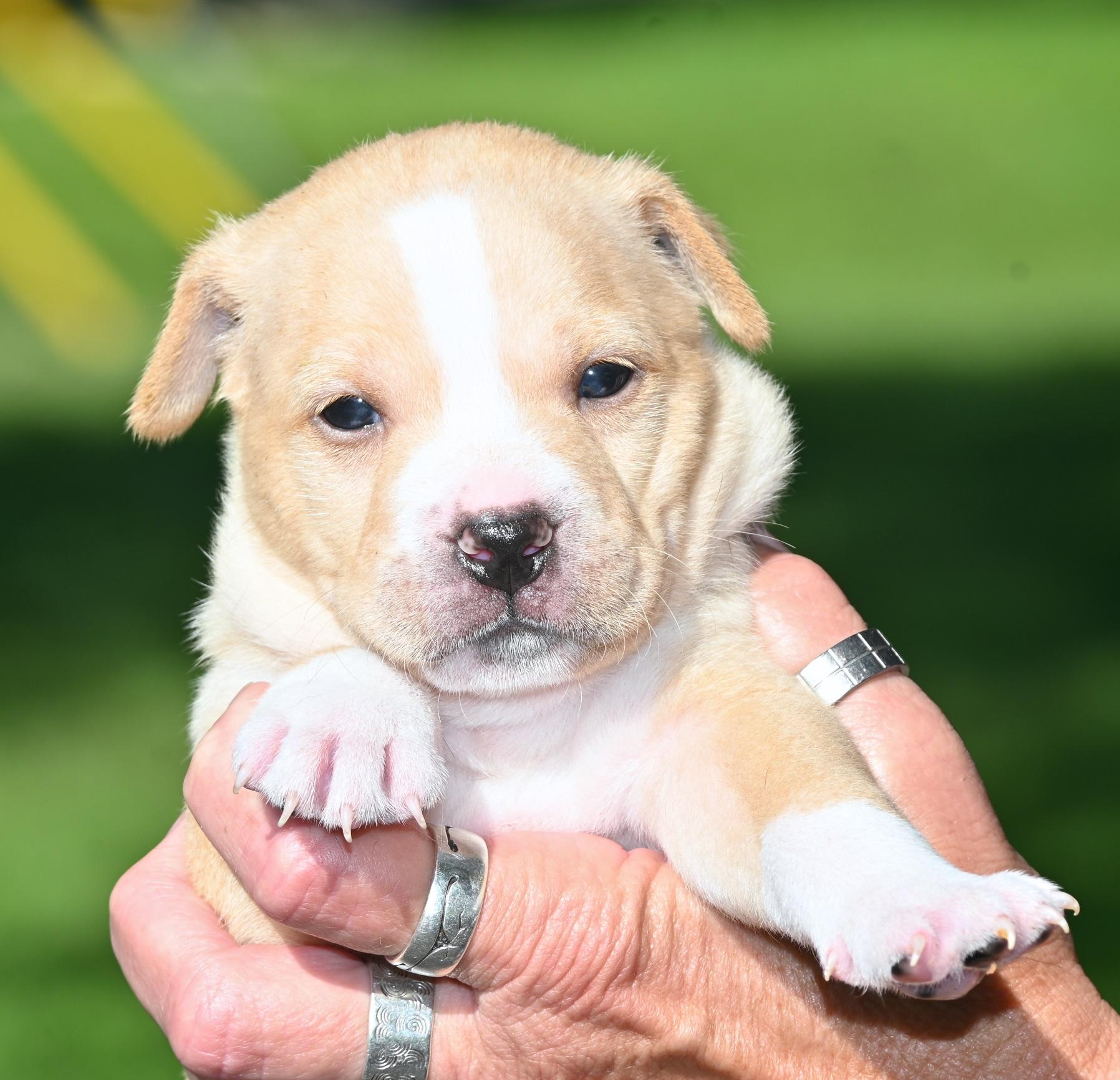 Wesley, ADOPTABLE, Puppy Male Shepherd.
