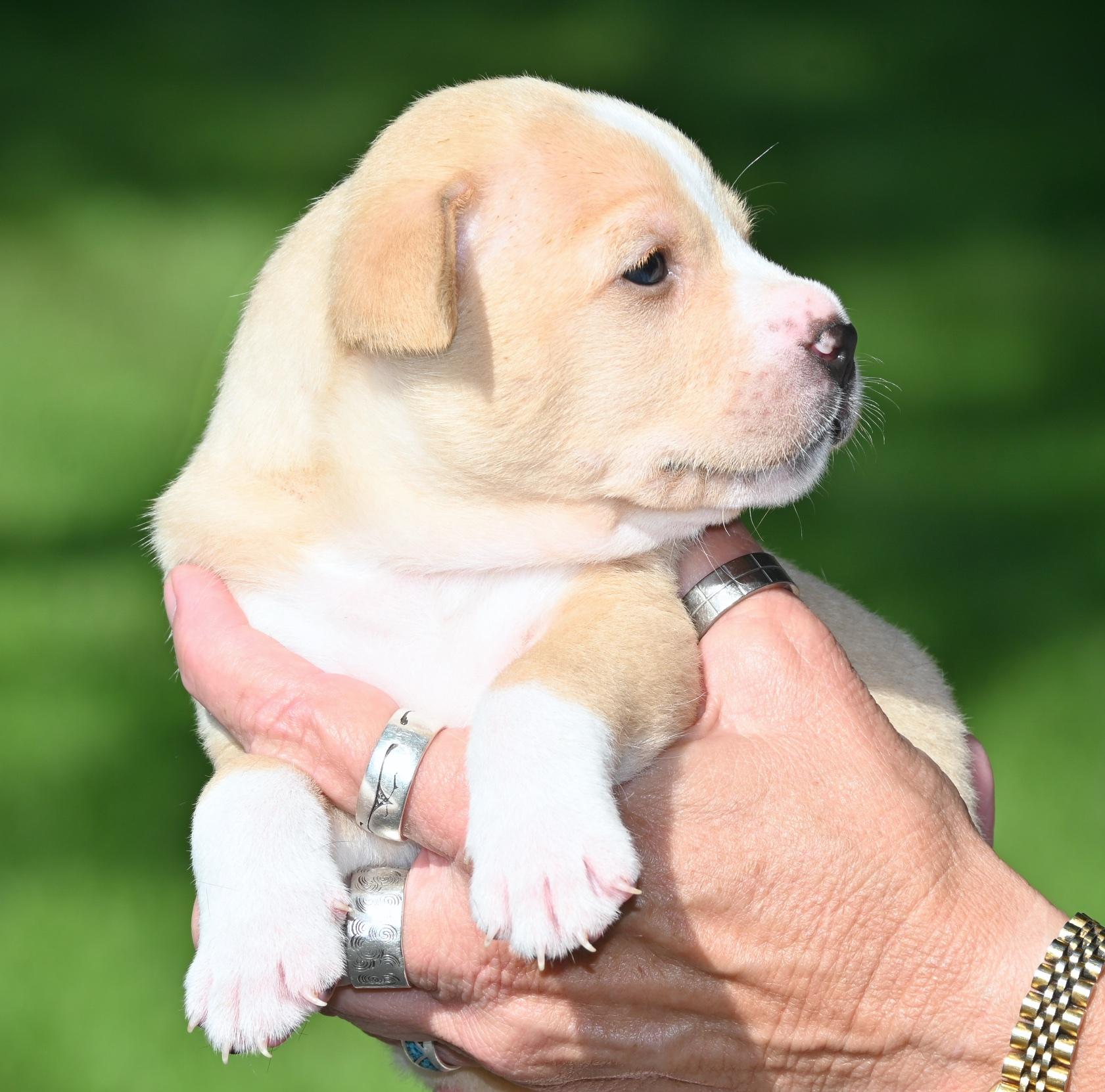 Wesley, a ADOPTABLE mixed breed in Georgetown, TX image 2/5