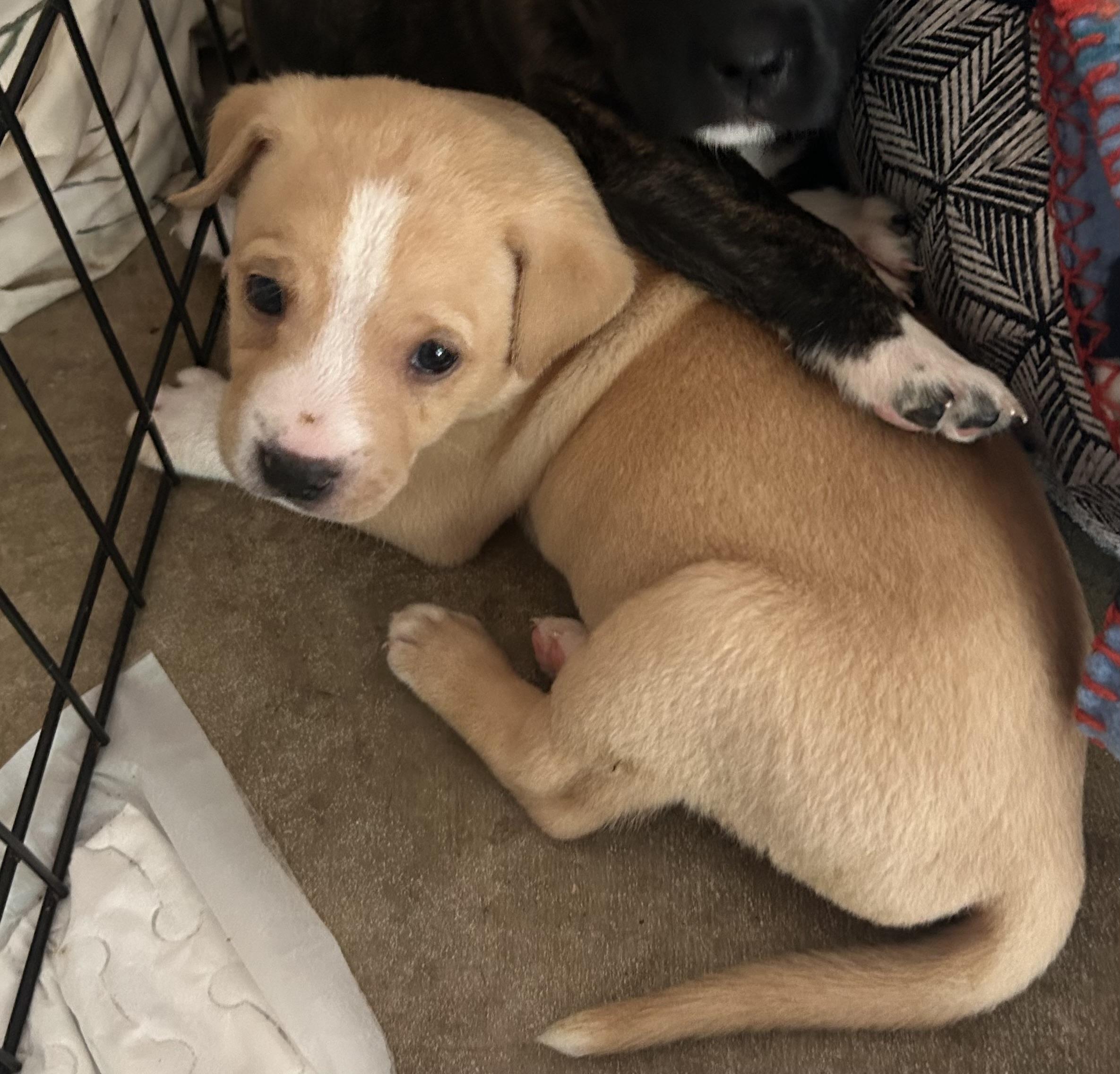 Wesley, a ADOPTABLE mixed breed in Georgetown, TX image 3/5
