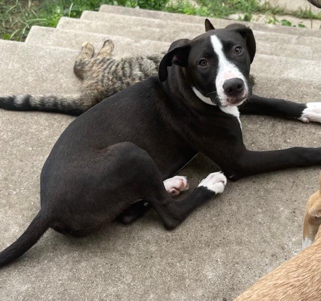 Hercules, a Adoptable Pit Bull Terrier in Effingham, IL image 2/4