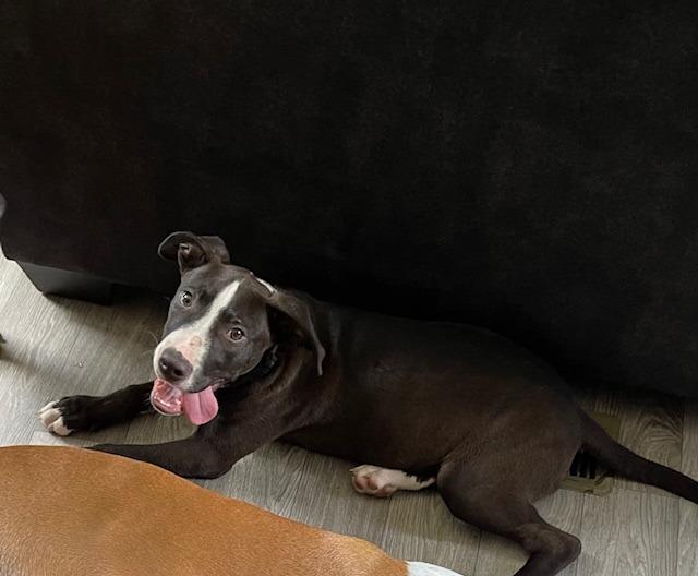 Hercules, a Adoptable Pit Bull Terrier in Effingham, IL image 3/4