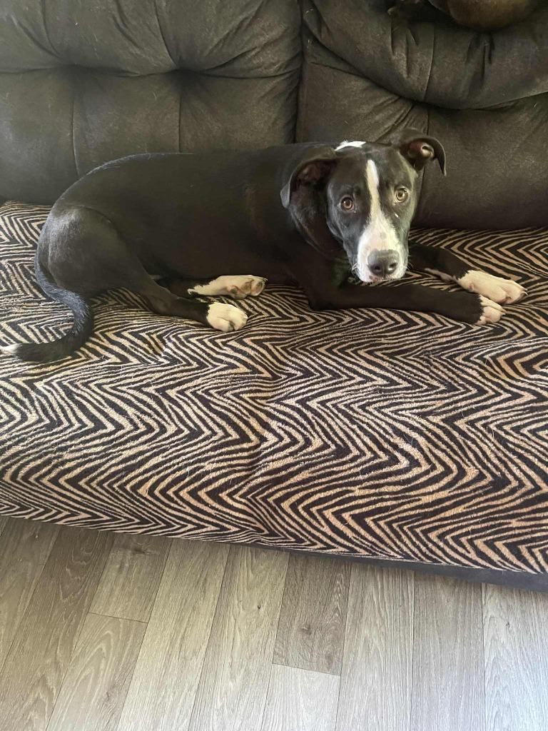 Hercules, a Adoptable Pit Bull Terrier in Effingham, IL image 4/4