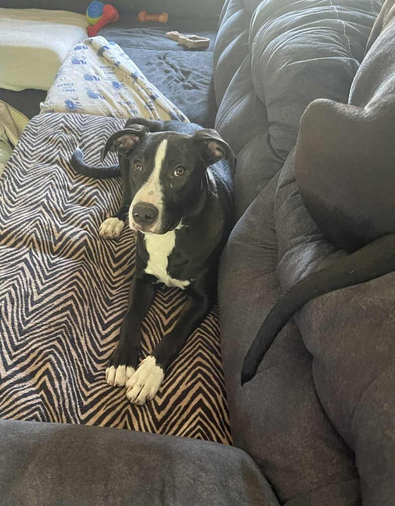 Hercules, a Adoptable Pit Bull Terrier in Effingham, IL image 4/4