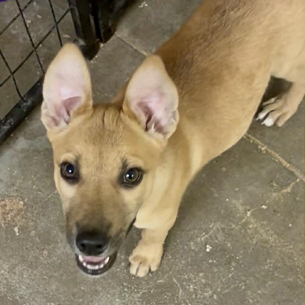 Samantha , ADOPTABLE, Puppy Female Shepherd & Mixed Breed.