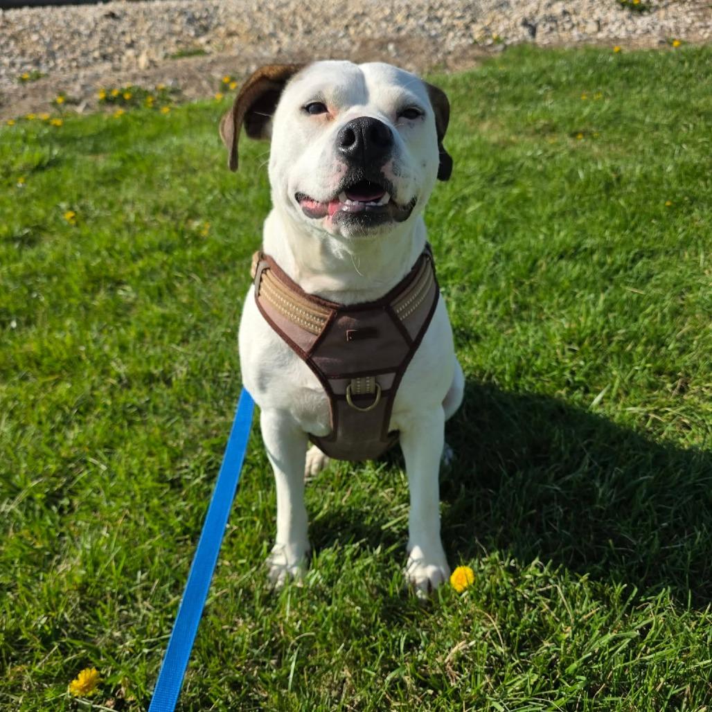 Sprout, Adoptable, Adult Male Mixed Breed.